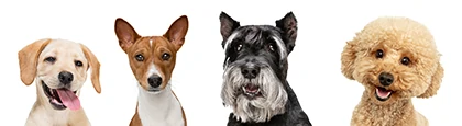 Dog's Family : ideal para perros de todos los tamaños y todas las edades
